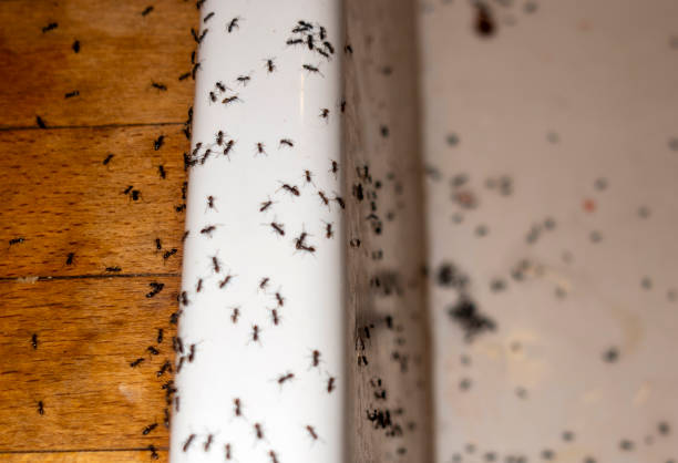 Best Best Pest Control Companies  in Mount Carmel, TN