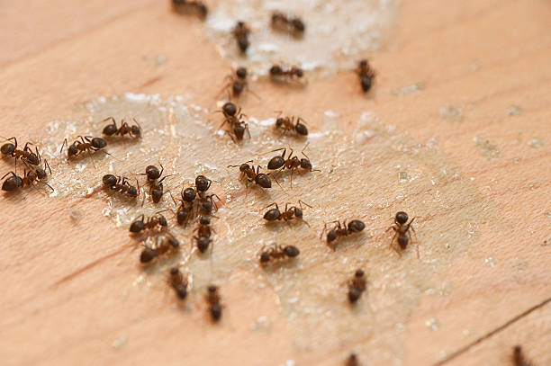 Best Best Pest Control Companies  in Mount Carmel, TN